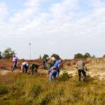 Entkusseln und Impfen:  Aktion Heidepflege Bertlings Haar