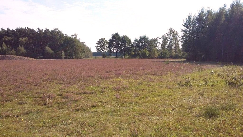 Entkusseln und Impfen: Aktion Heidepflege Bertlings Haar